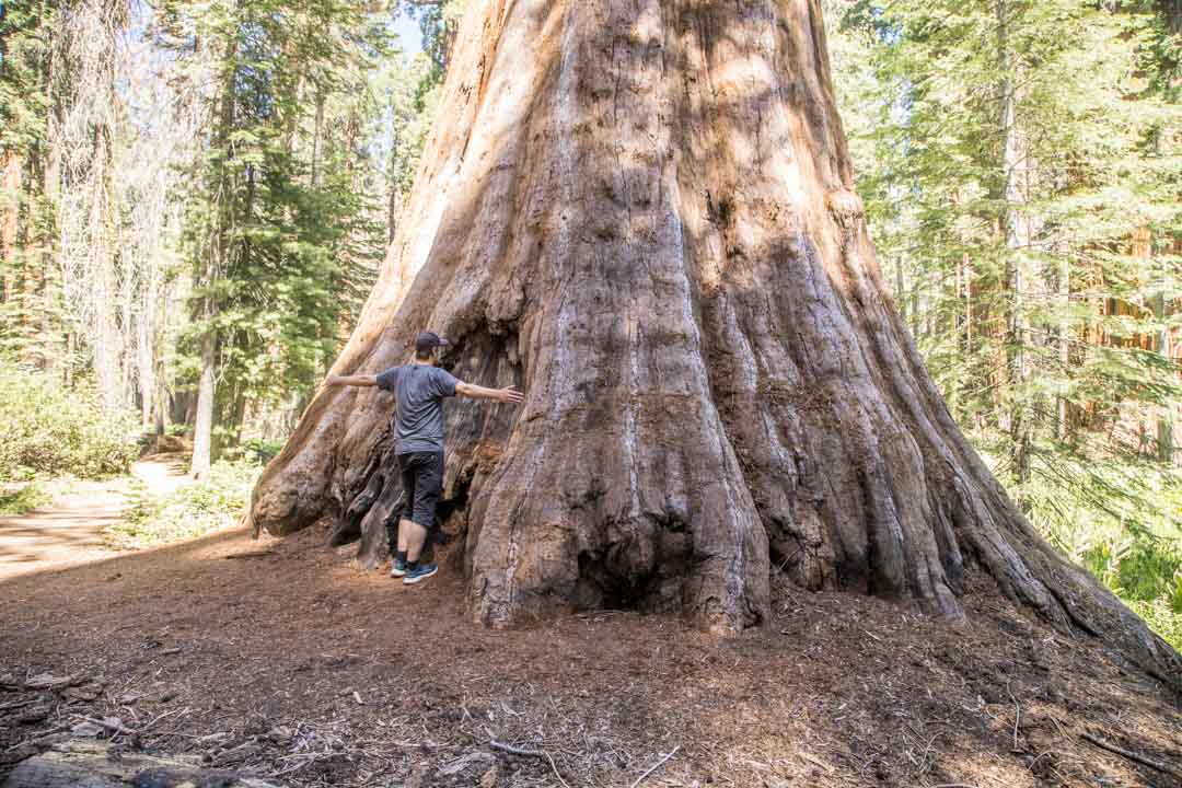 Sequoian kansallispuisto, Yhdysvallat