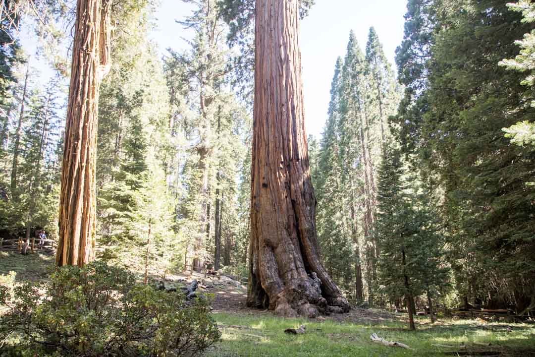 Grant Tree -patikka, Kings Canyonin kansallispuisto, Yhdysvallat