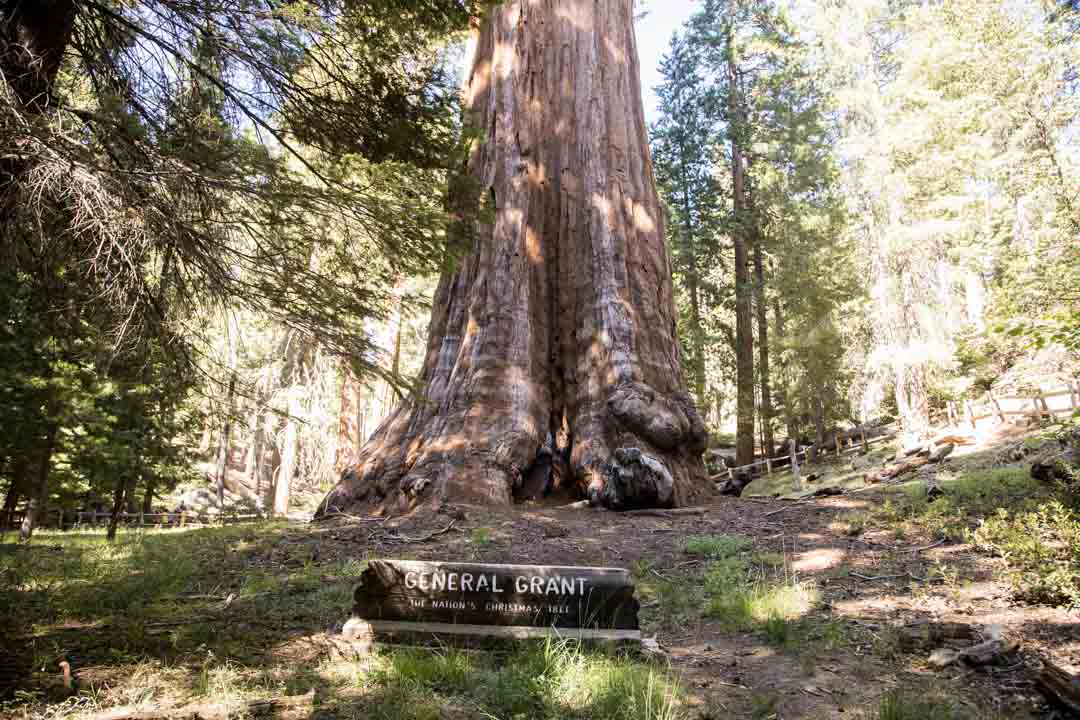 Grant Tree -patikka, Kings Canyonin kansallispuisto, Yhdysvallat