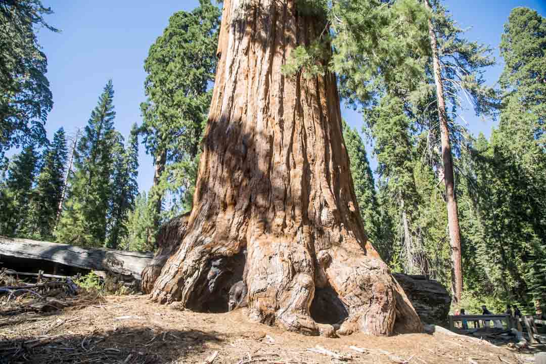 Grant Tree -patikka, Kings Canyonin kansallispuisto, Yhdysvallat
