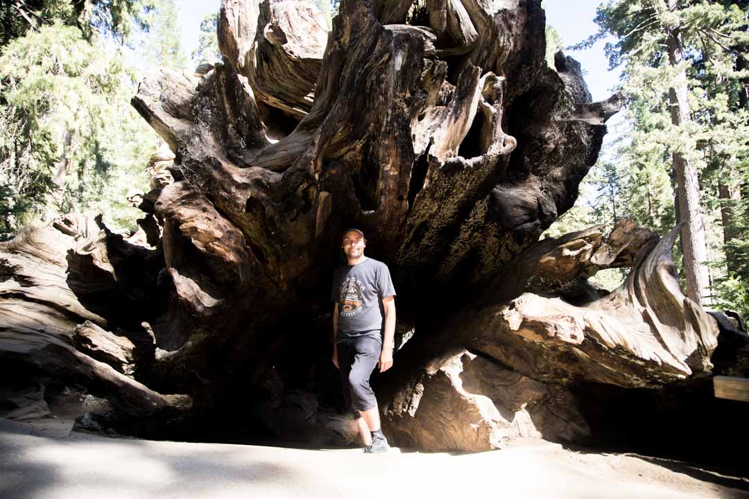 Grant Tree -patikka, Kings Canyonin kansallispuisto, Yhdysvallat