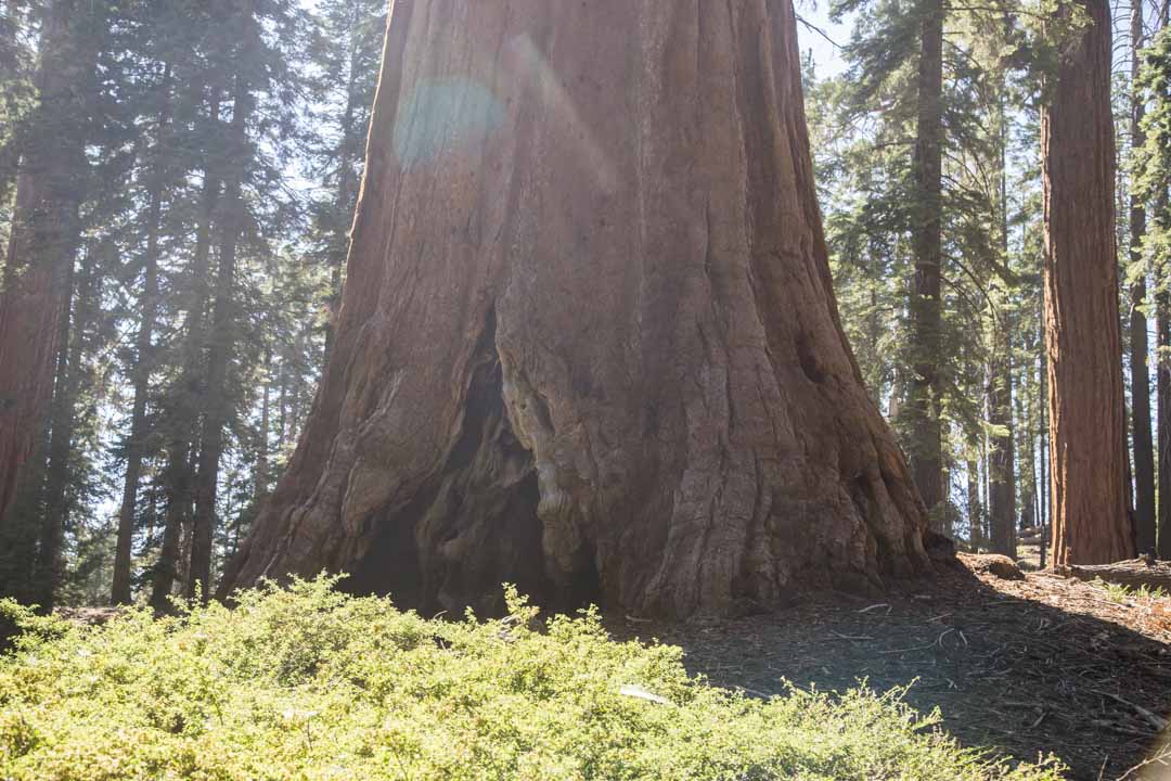 Grant Tree -patikka, Kings Canyonin kansallispuisto, Yhdysvallat