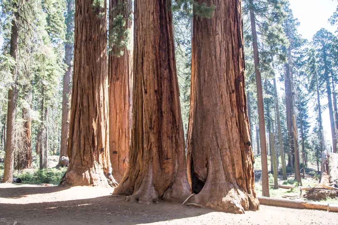 Sequoian kansallispuisto, Yhdysvallat