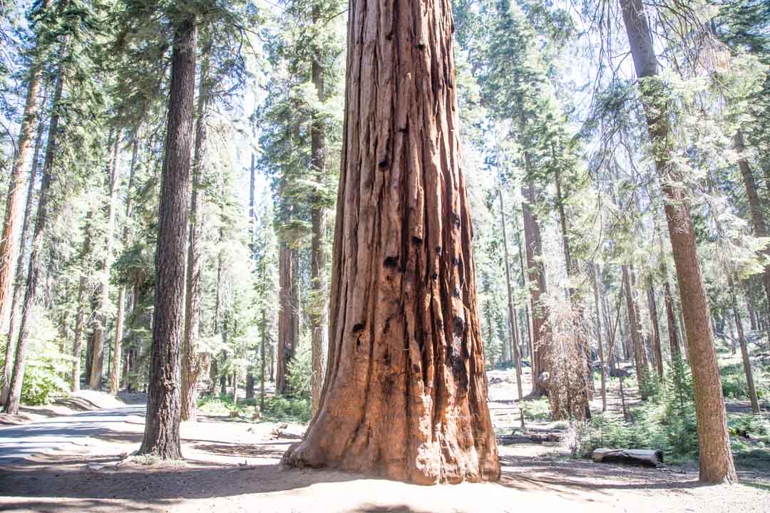 Sequoian kansallispuisto, Yhdysvallat