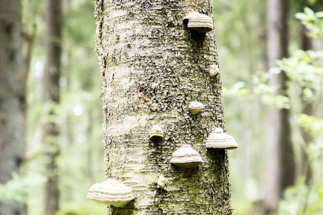 Käyrälammen ulkoilureitti on merkitty oranssein viittaopastein