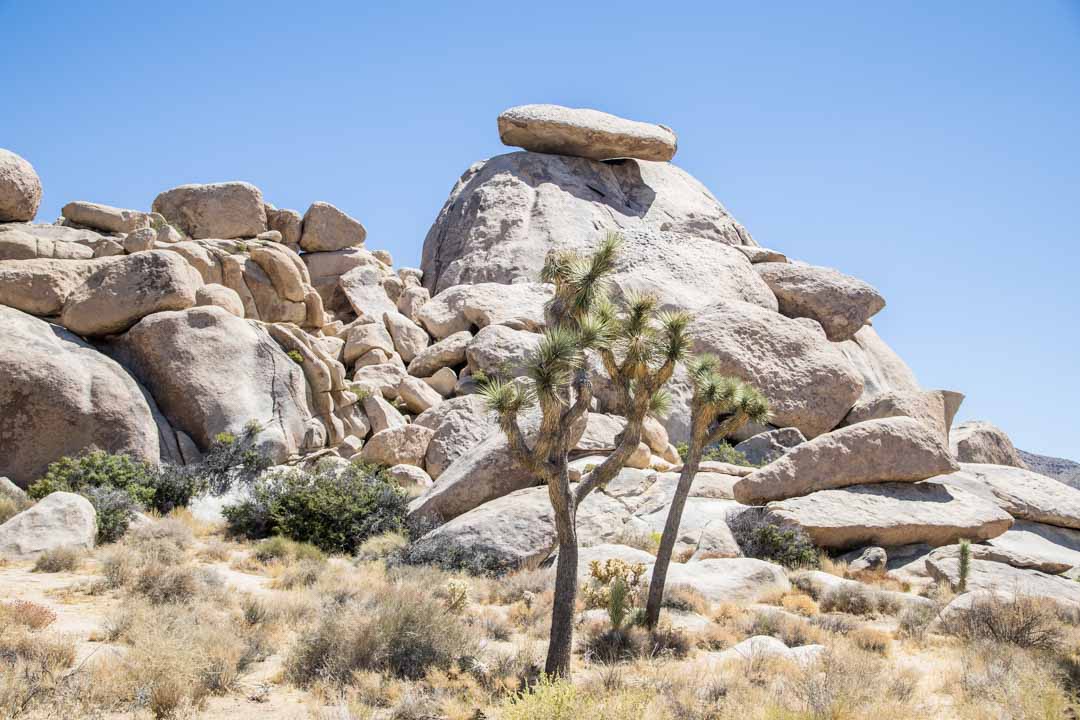 Cap Rock Trail, Joshua Treen kansallispuisto, Yhdysvallat