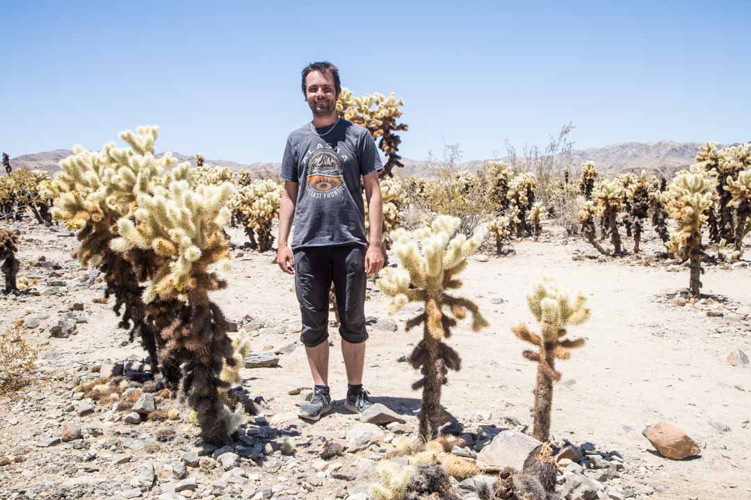 Cholla Cactus Garden, Joshua Treen kansallispuisto, Yhdysvallat