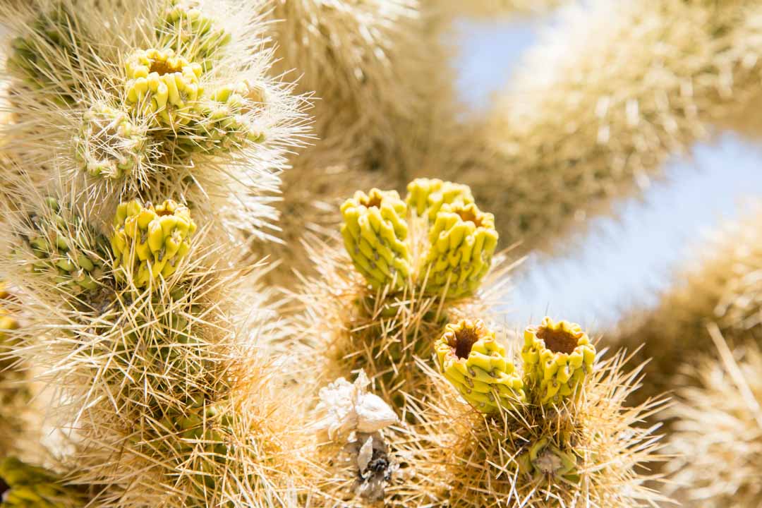 Cholla Cactus Garden, Joshua Treen kansallispuisto, Yhdysvallat