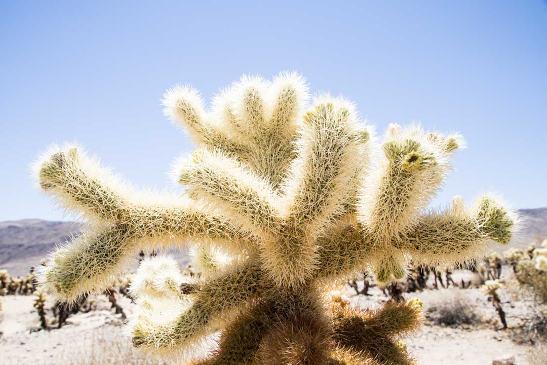 Cholla Cactus Garden, Joshua Treen kansallispuisto, Yhdysvallat