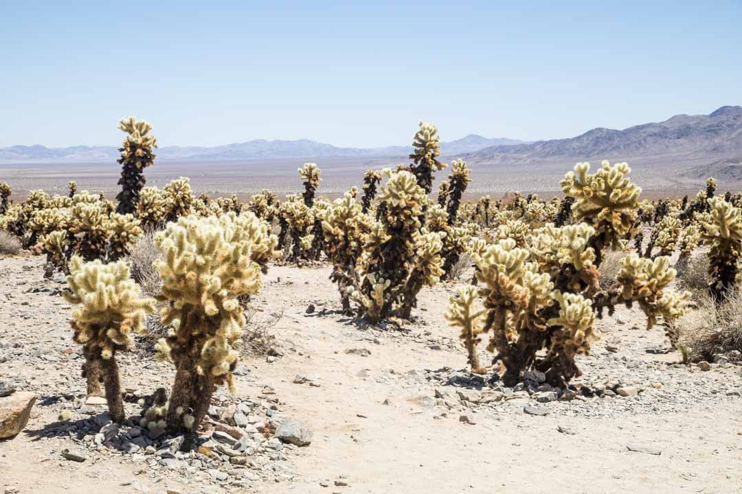 Cholla Cactus Garden, Joshua Treen kansallispuisto, Yhdysvallat