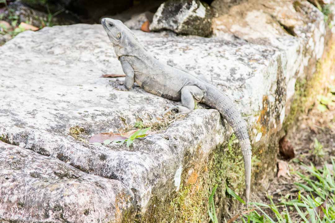 Palenque maya-raunio Meksiko