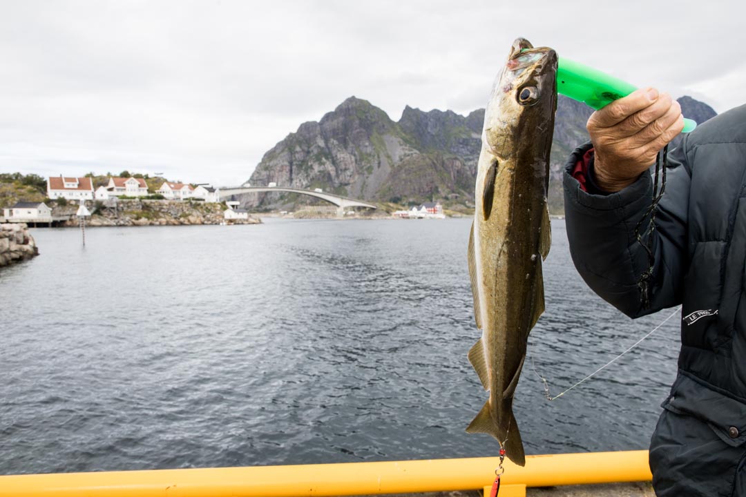 miekkavalassafari Skjervøy, Norja