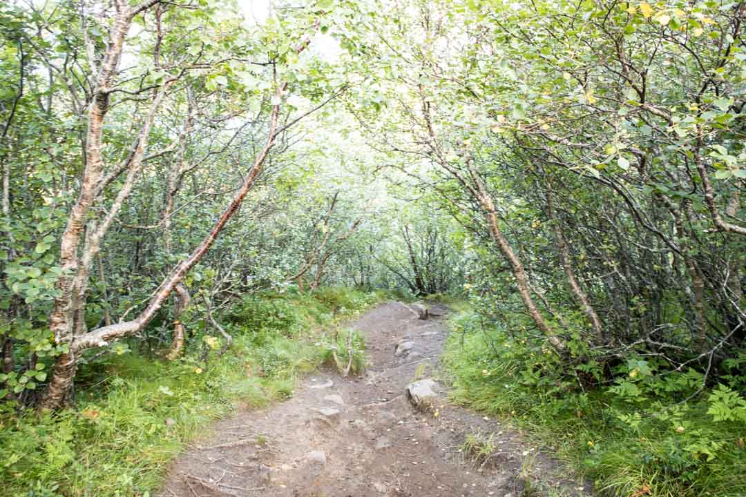 miekkavalassafari Skjervøy, Norja