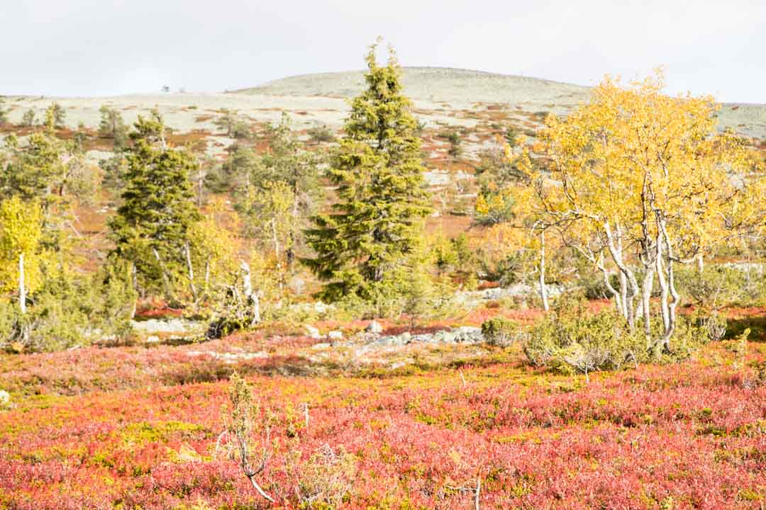Pirunkurun ponnistus, Pallas-Yllästunturin kansallispuisto