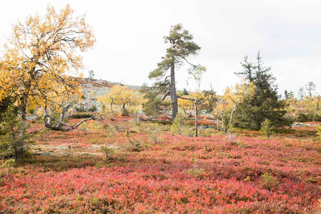 Pirunkurun ponnistus, Pallas-Yllästunturin kansallispuisto